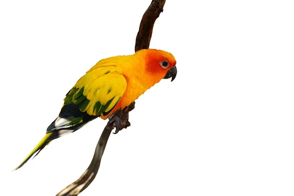Желтый попугай на белом фоне — стоковое фото
