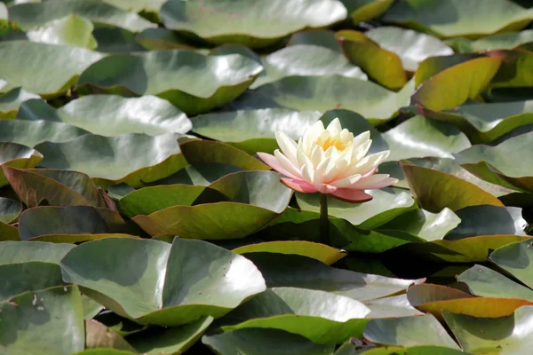 白い睡蓮の池 — ストック写真