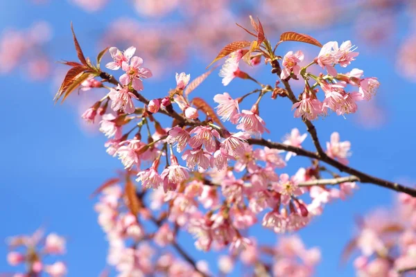Cereza himalaya silvestre o flor de sakura tailandesa —  Fotos de Stock