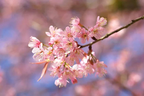 Cereza himalaya silvestre o flor de sakura tailandesa —  Fotos de Stock