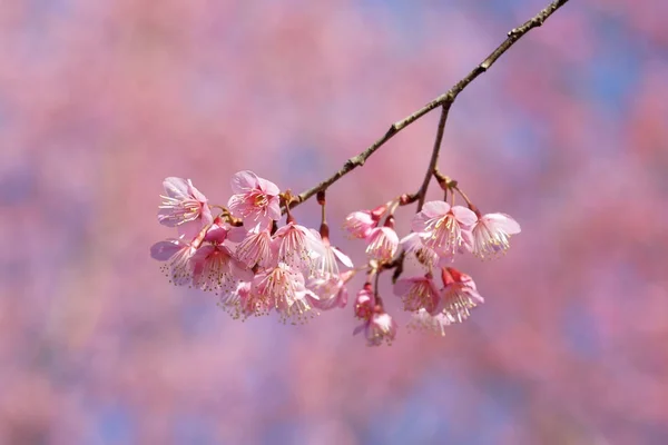 Cereza himalaya silvestre o flor de sakura tailandesa —  Fotos de Stock