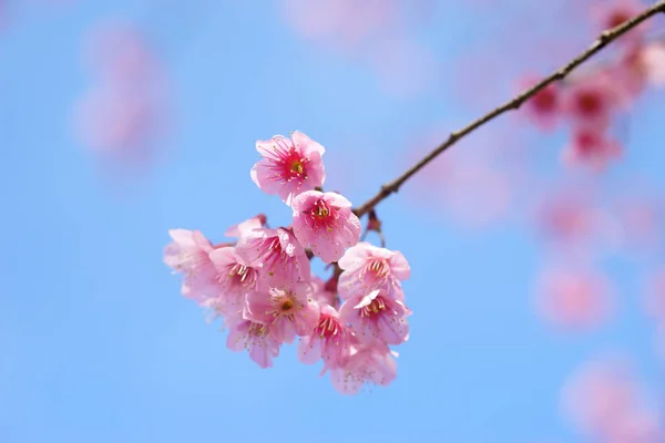 Vahşi Himalaya kiraz veya Tay sakura çiçek — Stok fotoğraf