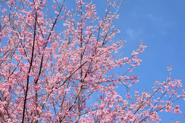 Ciliegia himalayana selvatica o fiore di sakura tailandese — Foto Stock