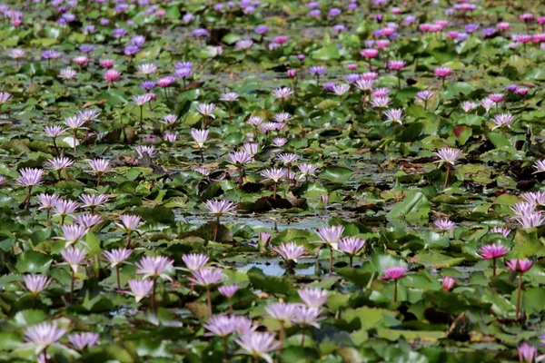 Кучка водяной лилии в пруду — стоковое фото