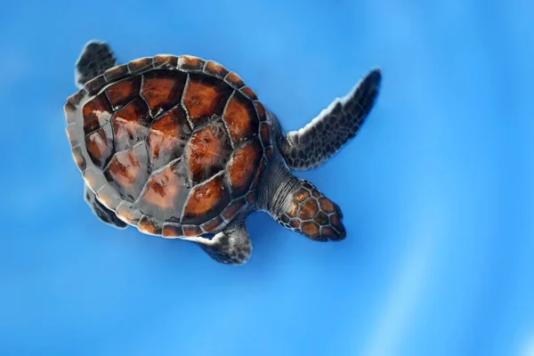 Tortuga carey sobre fondo azul — Foto de Stock