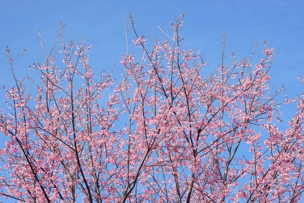 Divoký himálajský cherry nebo thajské sakura květina — Stock fotografie