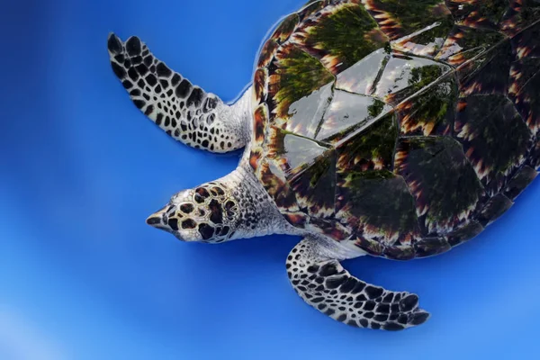 Hawksbill deniz kaplumbağası mavi zemin üzerine Telifsiz Stok Imajlar