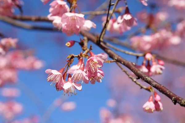 Divoký himálajský cherry nebo thajské sakura květina — Stock fotografie