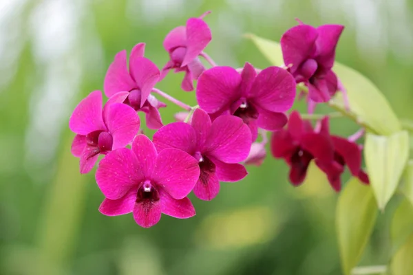 美しいピンクの蘭の花 ストック写真