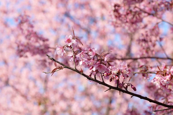 Cereza himalaya silvestre o flor de sakura tailandesa —  Fotos de Stock