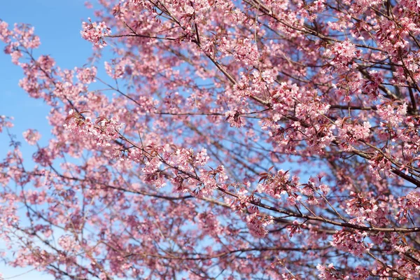 Ciliegia himalayana selvatica o fiore di sakura tailandese — Foto Stock