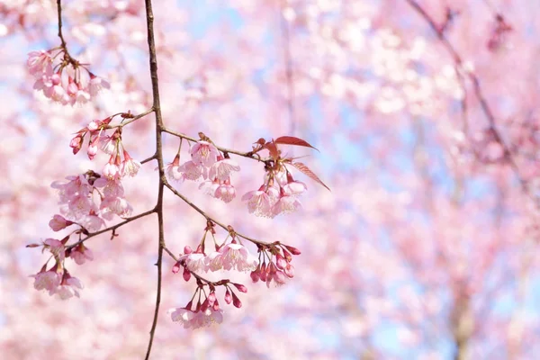 Ciliegia himalayana selvatica o fiore di sakura tailandese — Foto Stock