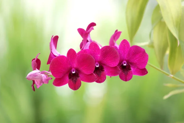 Hermosa flor de orquídea rosa — Foto de Stock