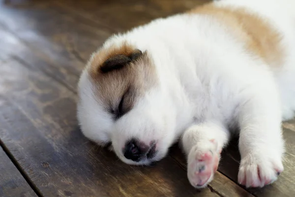 Welpe schlägt Hund schlafend auf Holzboden — Stockfoto