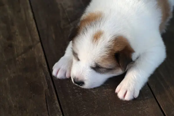 Welpe schlägt Hund schlafend auf Holzboden — Stockfoto