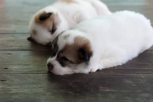 Welpe schlägt Hund schlafend auf Holzboden — Stockfoto