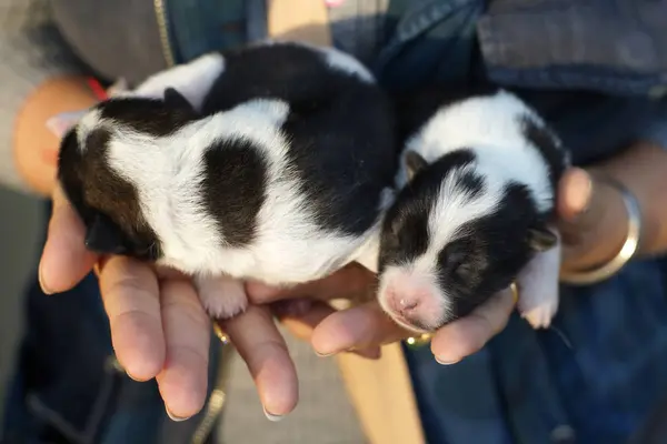 Cachorro bangkaew cão dormindo em mãos de mulher — Fotografia de Stock