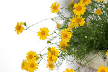 küçük sarı dahlberg papatya çiçek çiçeklenme