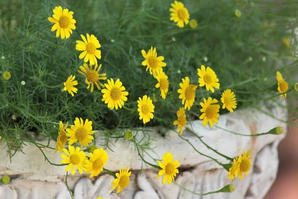 Pequeña flor de margarita amarilla dahlberg floreciendo — Foto de Stock