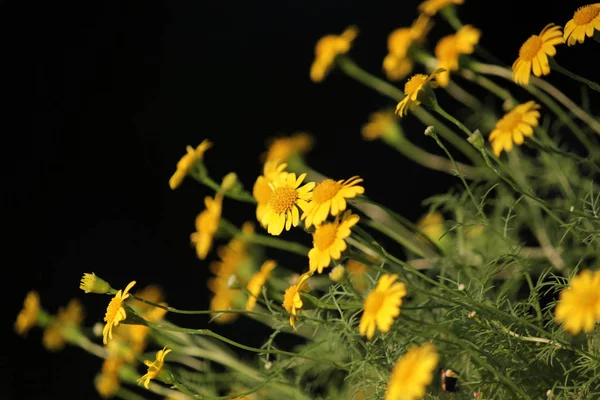 Pequeña flor de margarita amarilla dahlberg floreciendo — Foto de Stock