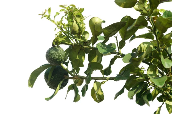 Citrus aurantium isoliert auf weißem Hintergrund — Stockfoto