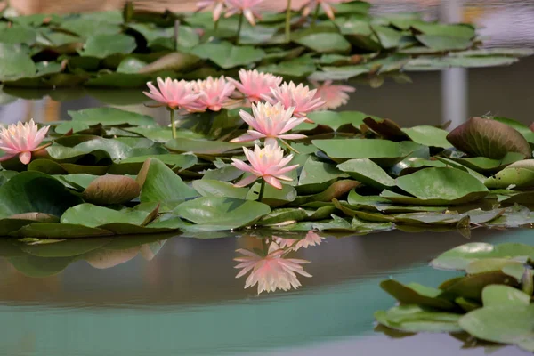 연못에서 분홍색 수련의 더미 — 스톡 사진