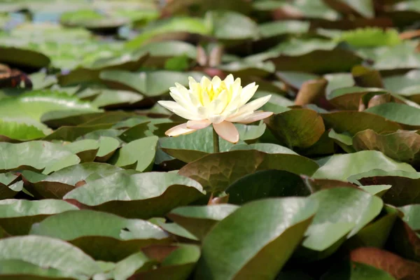Белая лилия в пруду — стоковое фото