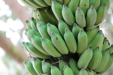 Ham muz muz ağacı üzerinde