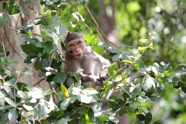 Junger Affe auf dem Baum — Stockfoto