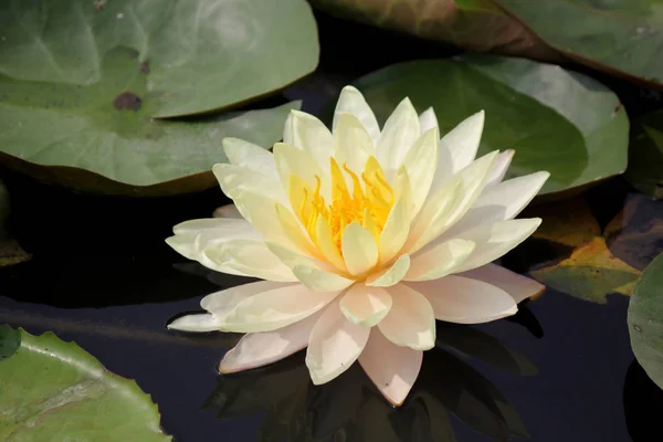 Lirio de agua blanca en el estanque — Foto de Stock