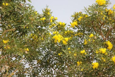  Güzel Gümüş trompet ağaç