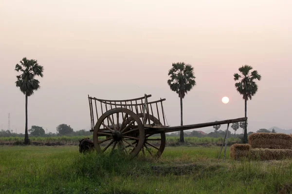 Bullock cart in field — Stock Photo, Image