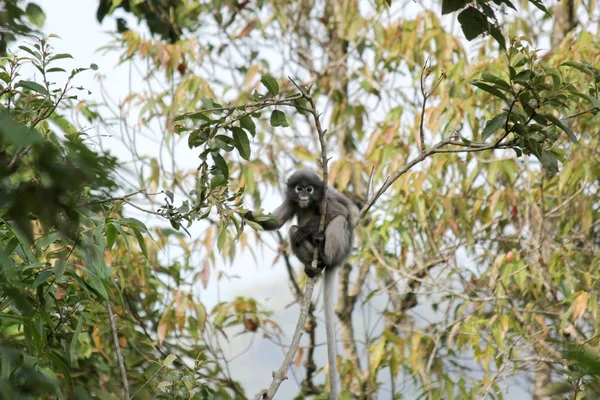 Macaco de folha cremosa na natureza — Fotografia de Stock