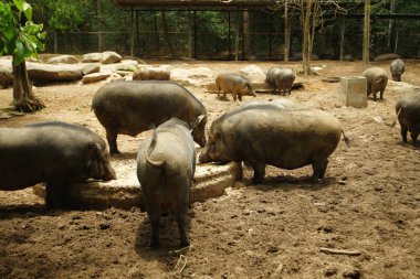yaban domuzu domuz çiftliğinde