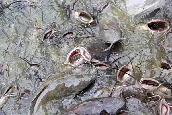Stapel meerval vissen in de vijver — Stockfoto