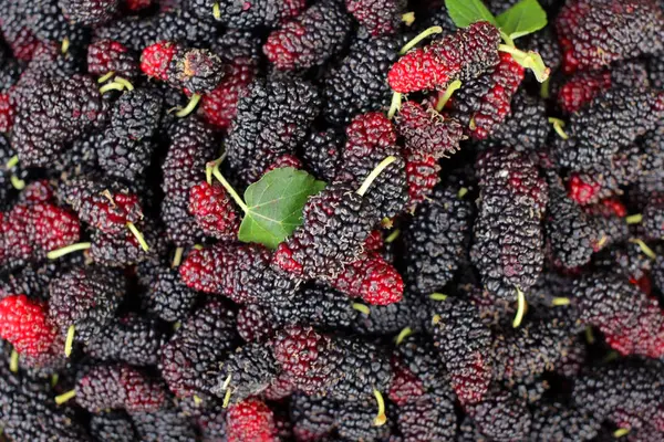 Pile of mulberry fruit as background — Stock Photo, Image