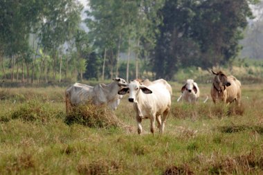 çimenli yeşil alanda otlayan inekler