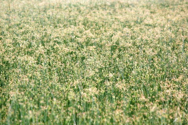 Beautiful cyperus alternifolius field — Stock Photo, Image