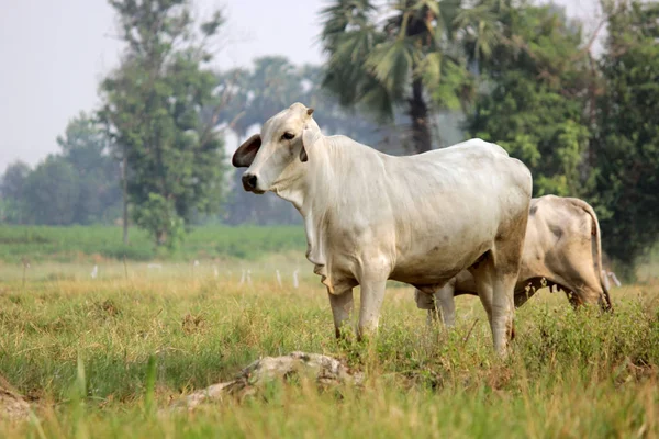 Корови пасуться на трав'янистому зеленому полі — стокове фото