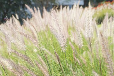 setaceum pennisetum veya gramineae çimen