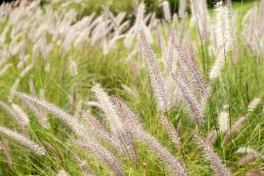 setaceum pennisetum veya gramineae çimen