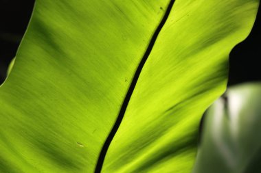 arka plan veya doku olarak yaprak yeşil