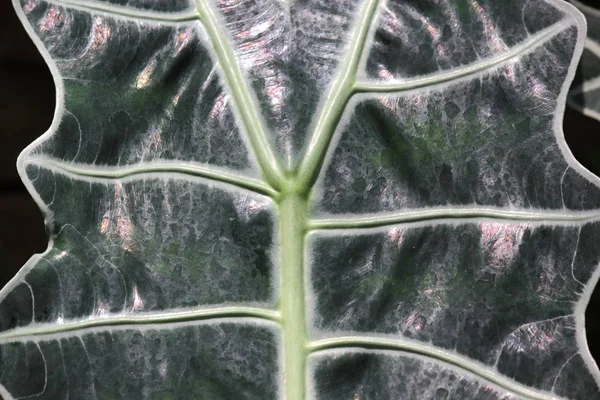 Grönt blad som bakgrund eller konsistens — Stockfoto