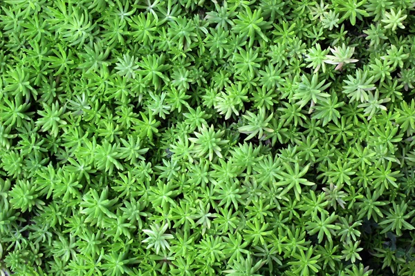 Musgo verde como fondo de la naturaleza —  Fotos de Stock