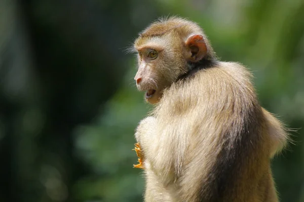 Retrato de Macaco Macaco — Fotografia de Stock