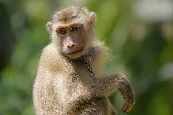 Retrato de Macaco Macaco — Fotografia de Stock