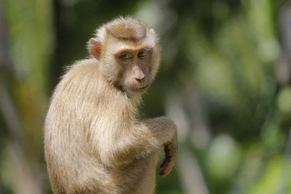 Retrato de Mono Macaco — Foto de Stock