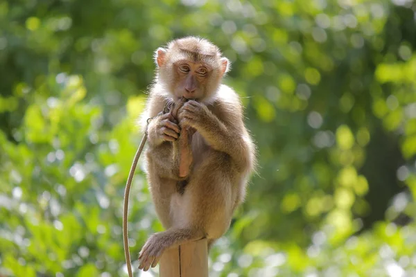 Portrait of macaque monkey — Stock Photo, Image