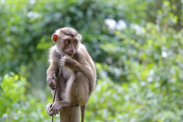 Portrait of macaque monkey — Stock Photo, Image