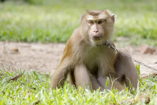 Retrato de Macaco Macaco — Fotografia de Stock